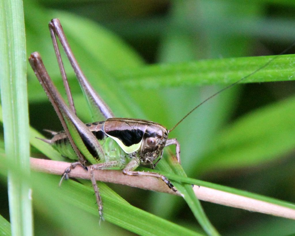 Altro Tettigoniidae da identificare